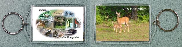 New Hampshire Wildlife Collage #1 and Doe and Fawn